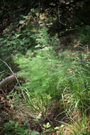 Image of Asparagus tenuifolius Lam.