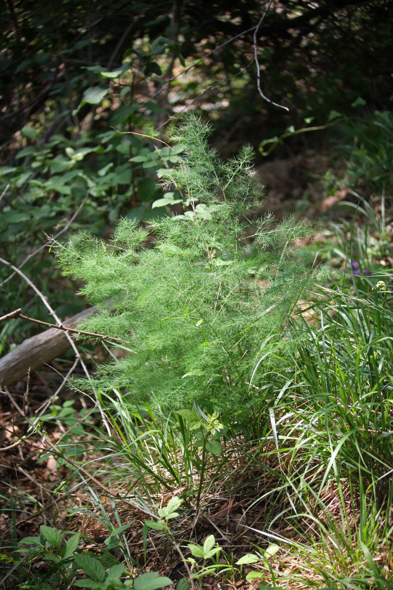 Image of Asparagus tenuifolius Lam.