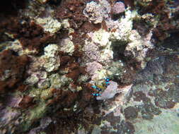 Image of blue-knuckled hermit