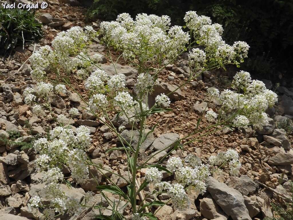 Imagem de Peltaria angustifolia DC.