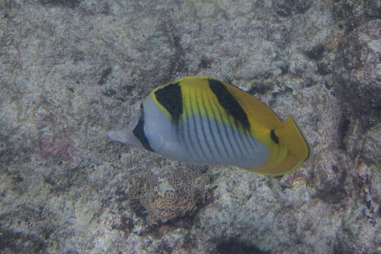 صورة Chaetodon falcula Bloch 1795