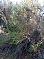 Image de Retanilla ephedra (Vent.) Brongniart