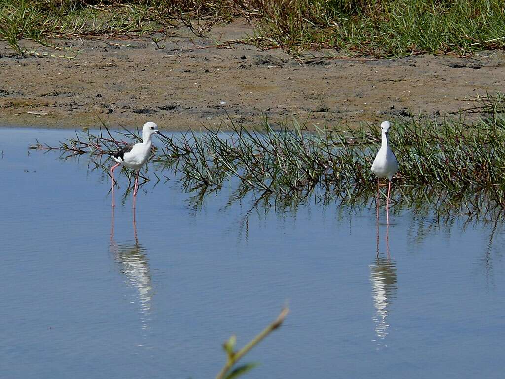 Image de echasse blanche