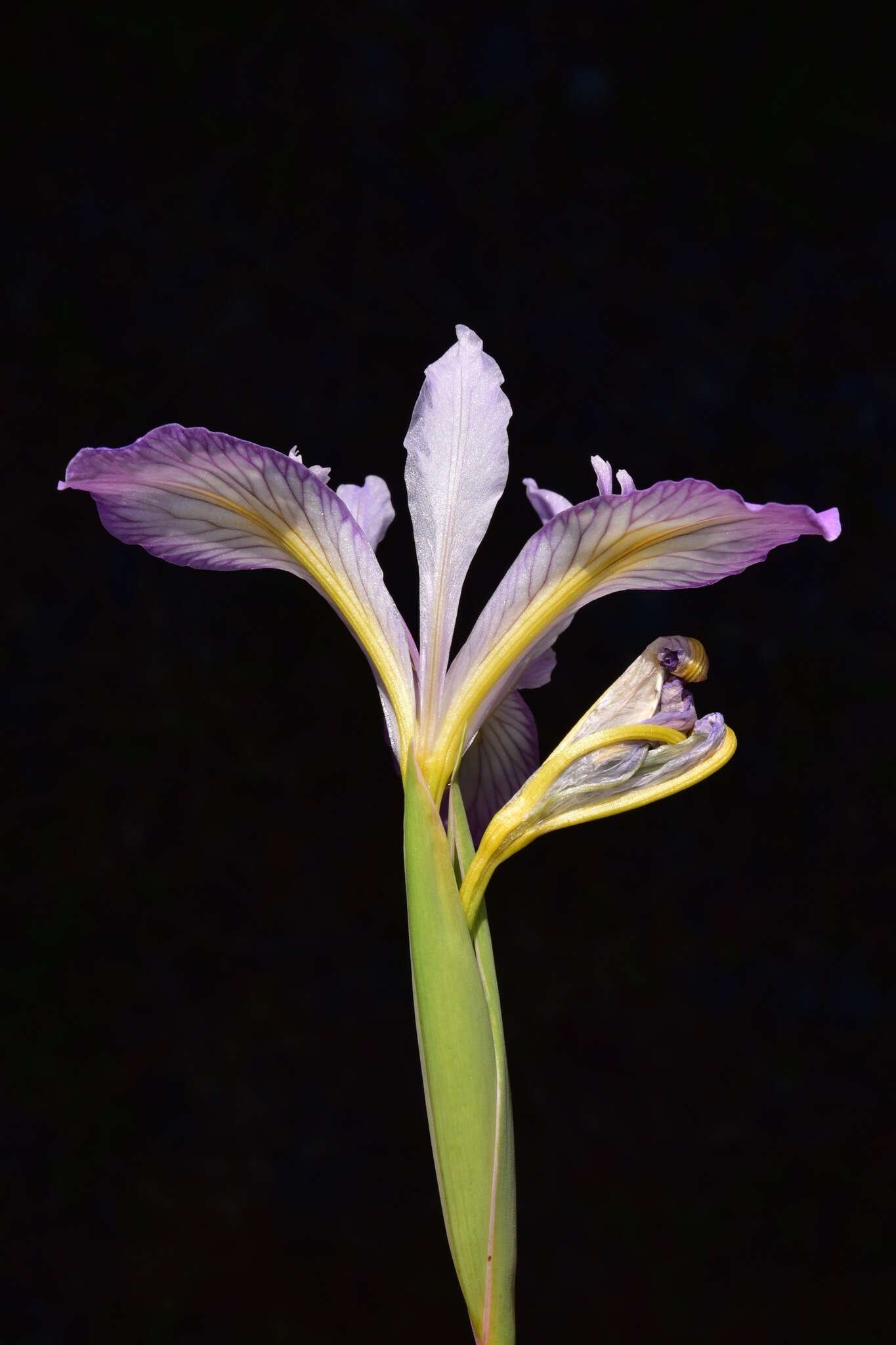Image of Thompson's iris