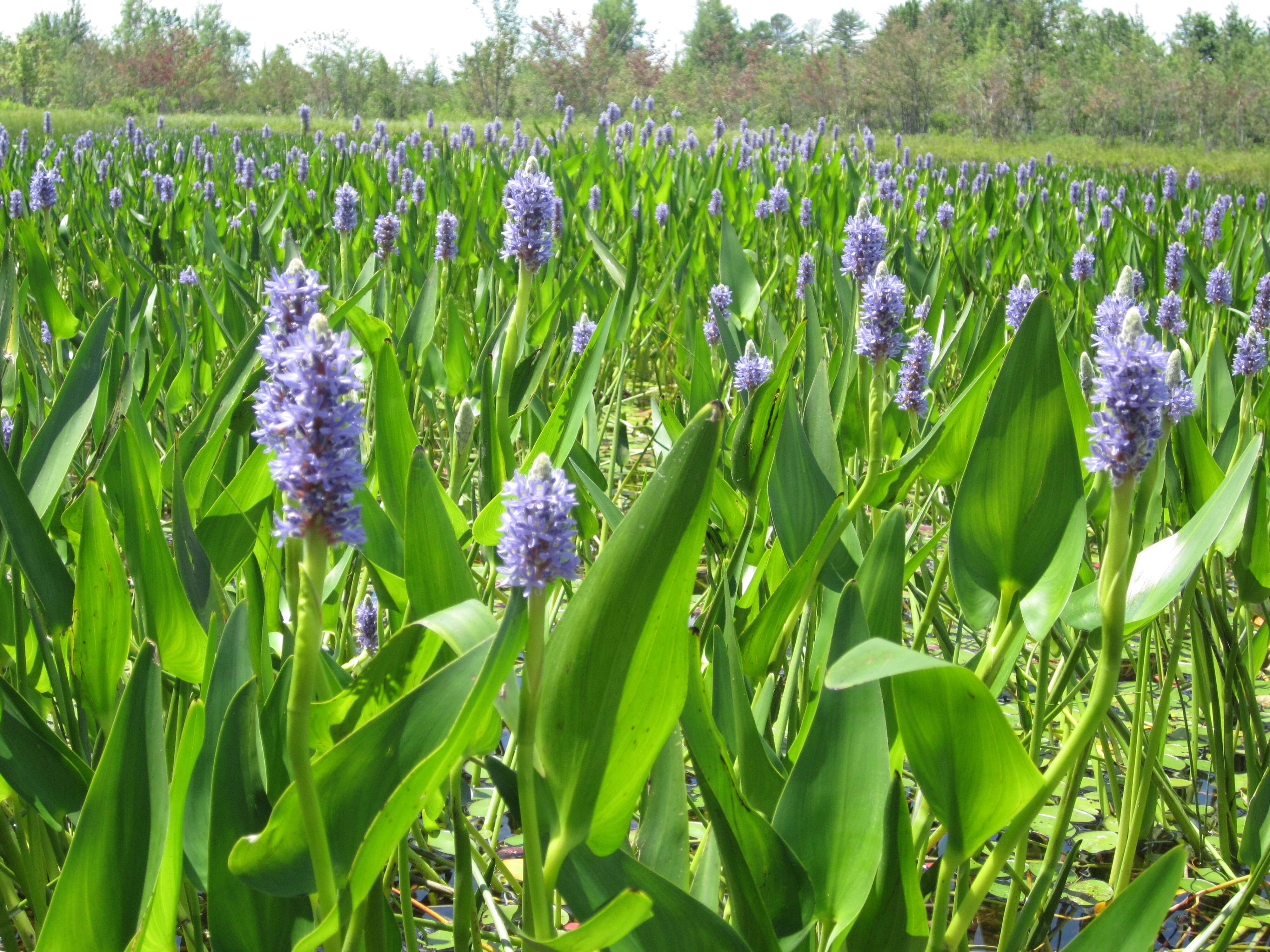 Image of pickerelweed