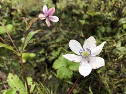 Image of Himalayan windflower