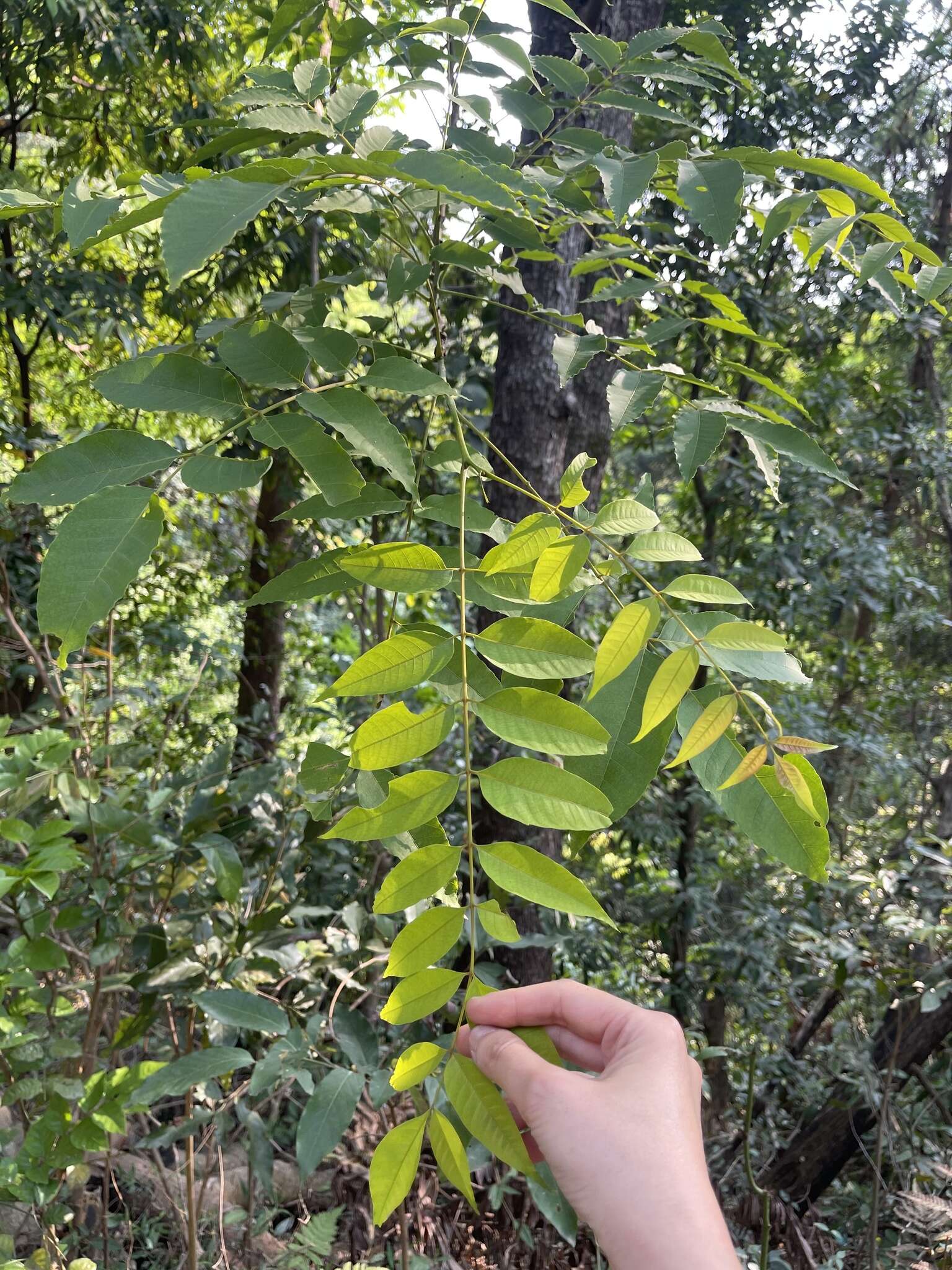 Image of Choerospondias axillaris (Roxb.) B. L. Burtt & A. W. Hill