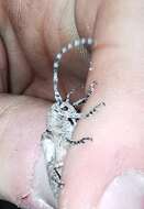 Niphona picticornis Mulsant 1839的图像