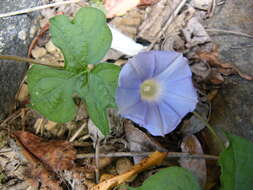 Image of Ivyleaf morning-glory