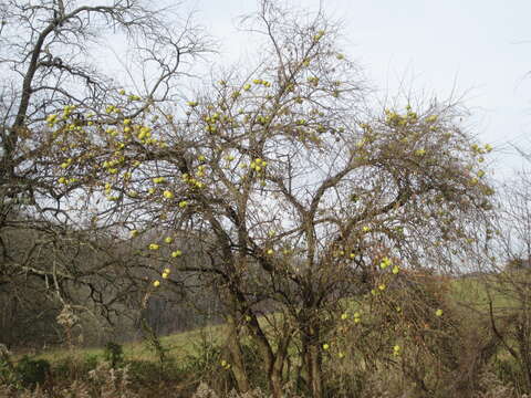 Image of Osage-orange