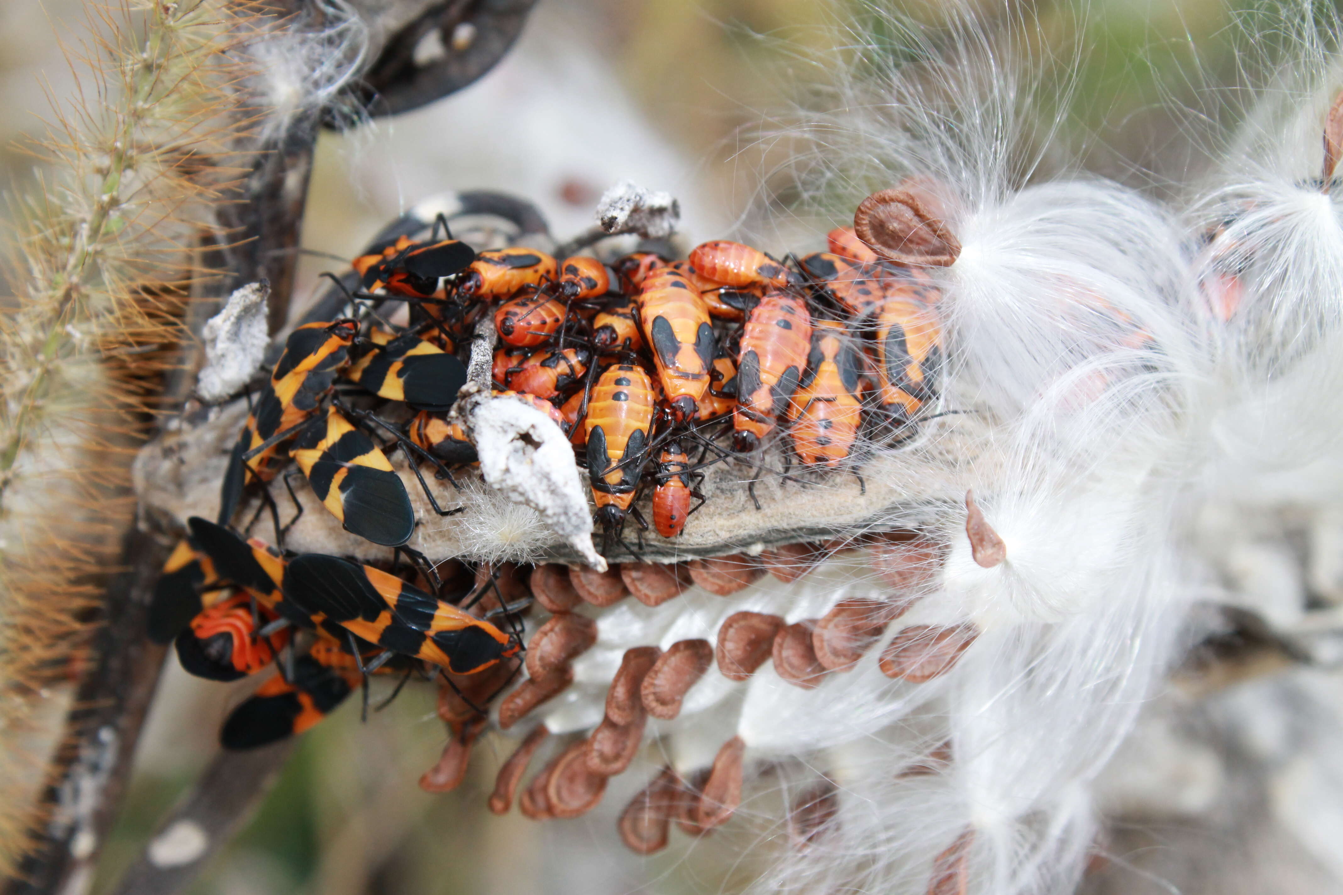 Image of Large Milkweed Bug