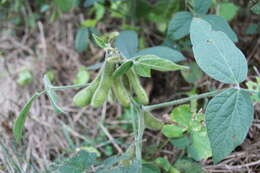 Image of soybean