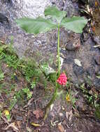 Image of Jack in the pulpit