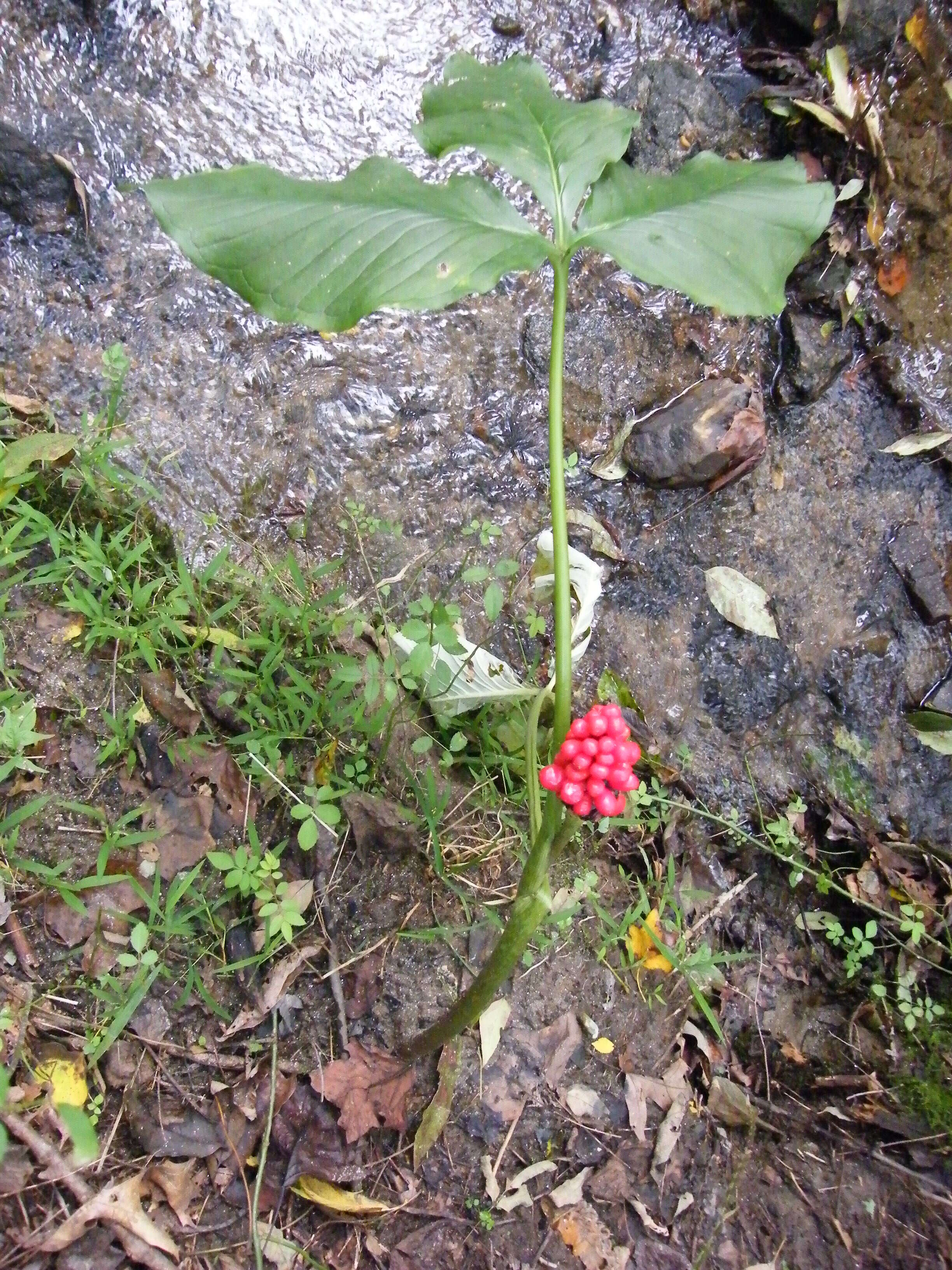 Image of Jack in the pulpit