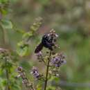 Image of Xylocopa darwini Cockerell 1926