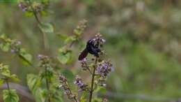 Xylocopa darwini Cockerell 1926 resmi