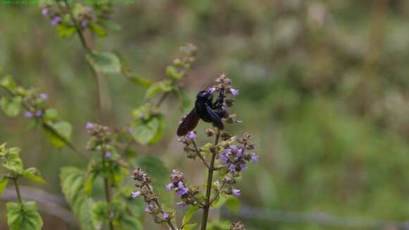 Xylocopa darwini Cockerell 1926 resmi