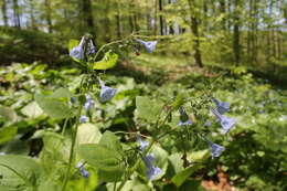 Image of Virginia Bluebell