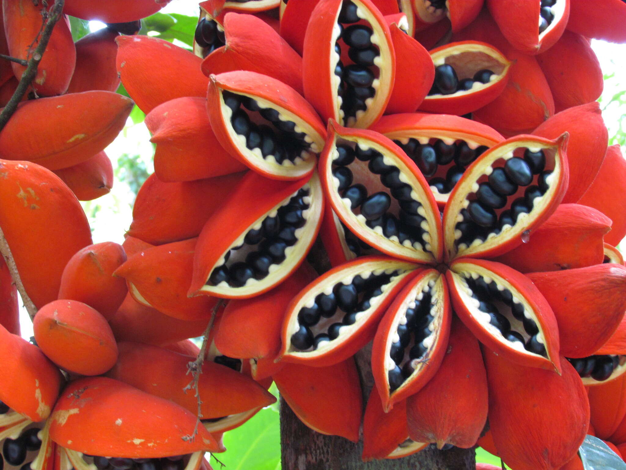 Imagem de Sterculia megistophylla Ridl.