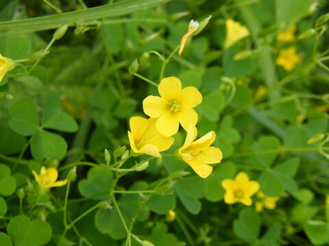 Image de Oxalis stricta