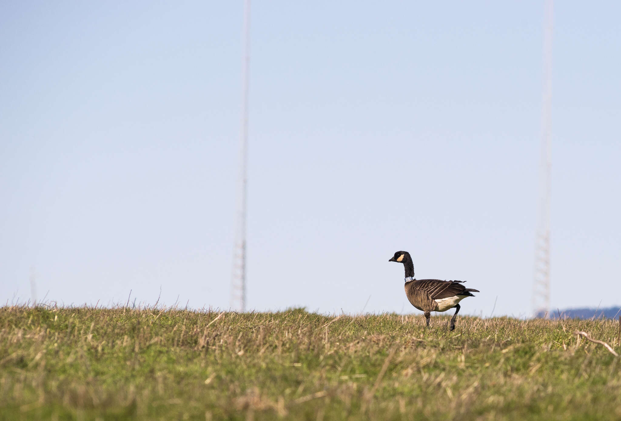 Image of Aleutian Cackling Goose