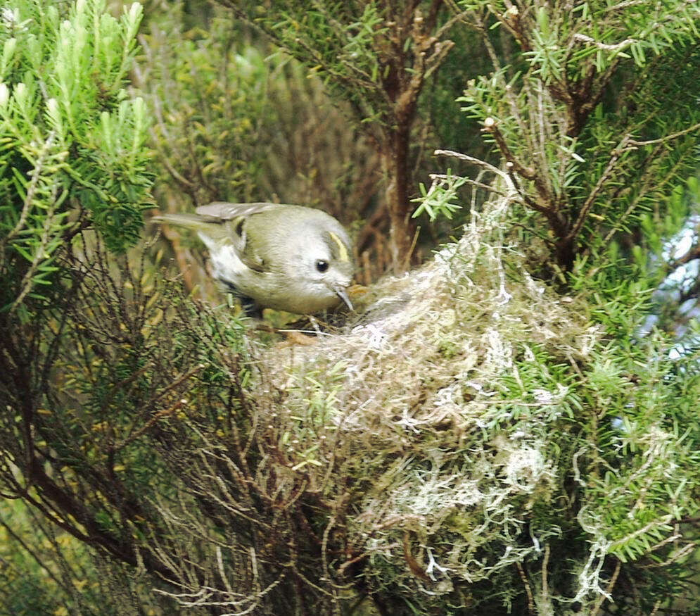 Image of Santa Maria Goldcrest