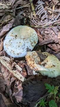 Image of Lactifluus subpiperatus (Hongo) Verbeken 2012