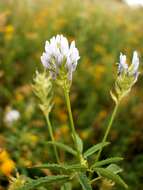 Plancia ëd Trigonella procumbens (Besser) Rchb.