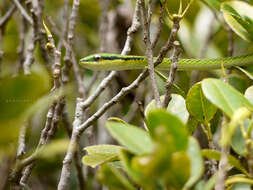 Image of Green Parrot Snake