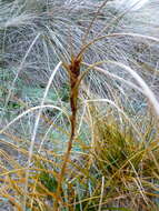 Plancia ëd Ficinia spiralis (A. Rich.) Muasya & de Lange