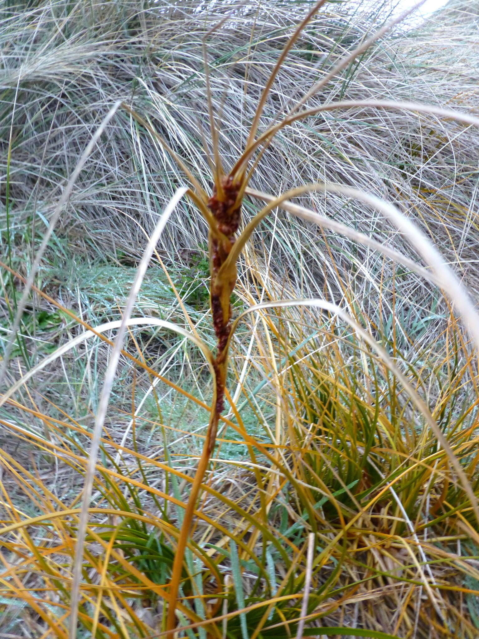 Plancia ëd Ficinia spiralis (A. Rich.) Muasya & de Lange