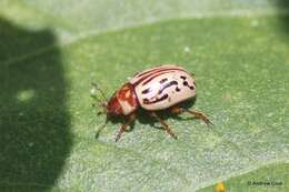 Image of Zygogramma (Zygospila) conjuncta (Rogers 1856)