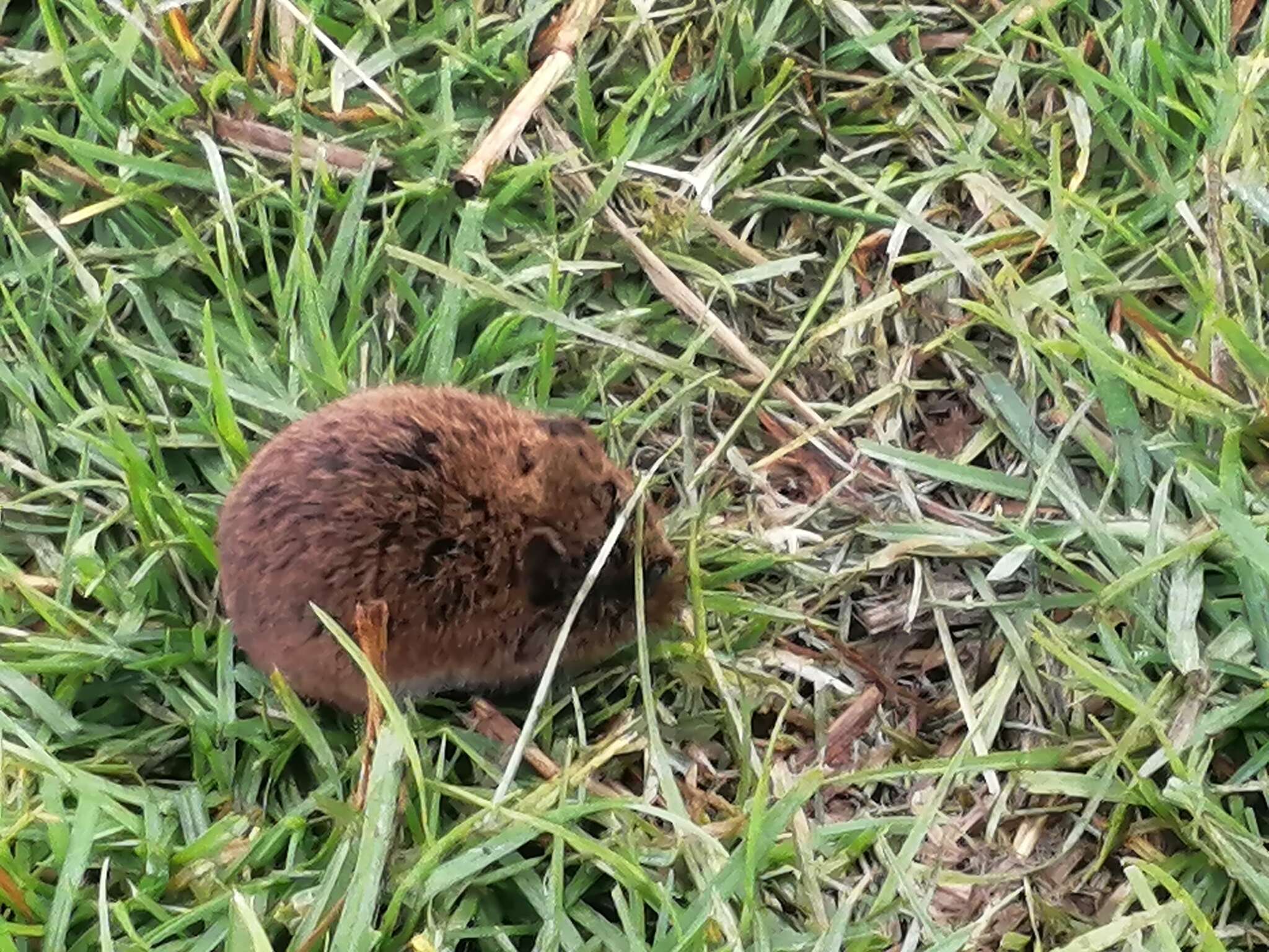 Image of Mexican vole