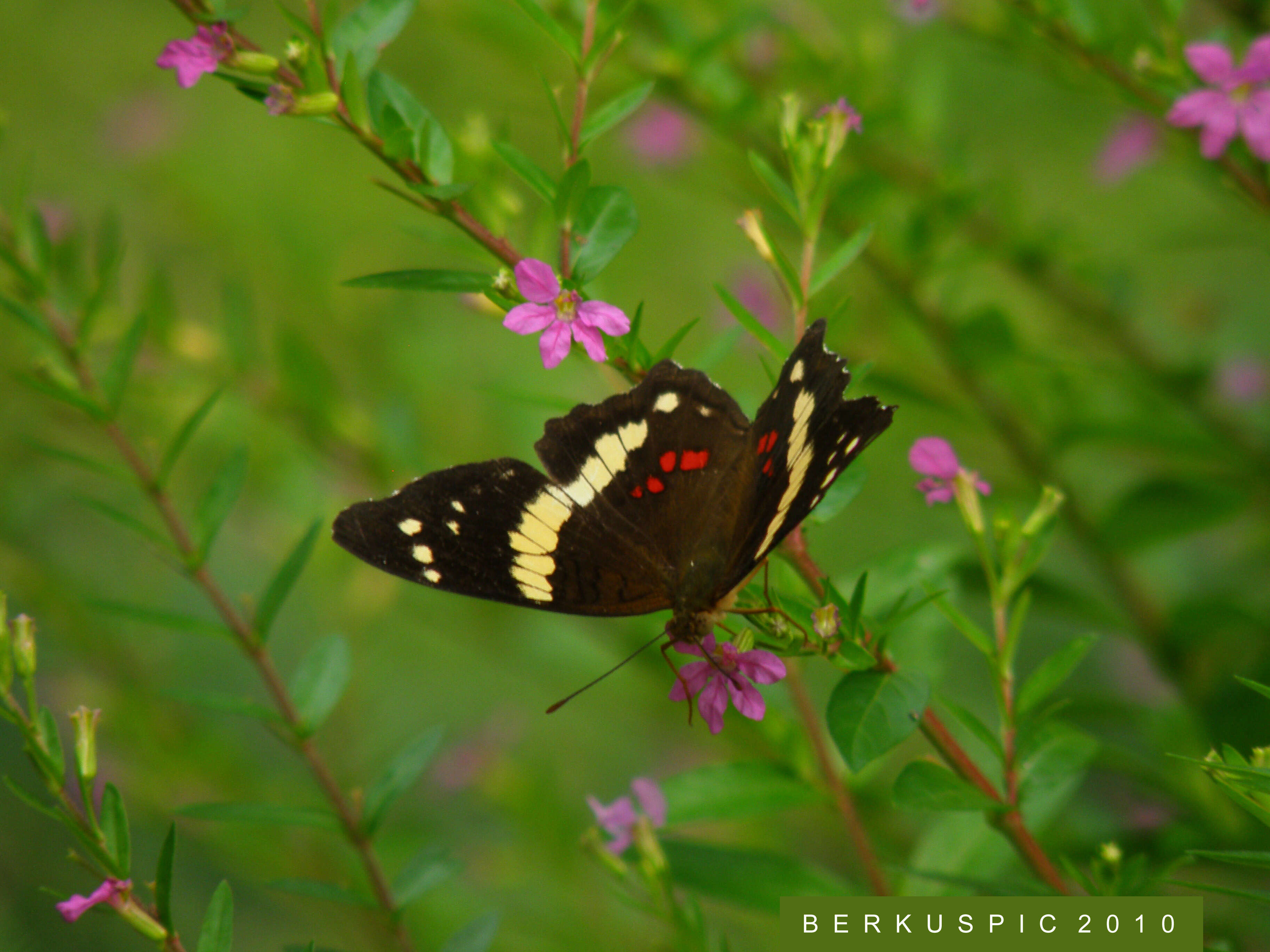 Image of Banded Peacock