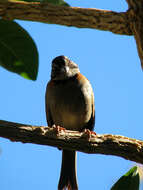 Image of Rufous-collared Sparrow