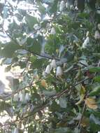 Image of Crinodendron patagua Molina