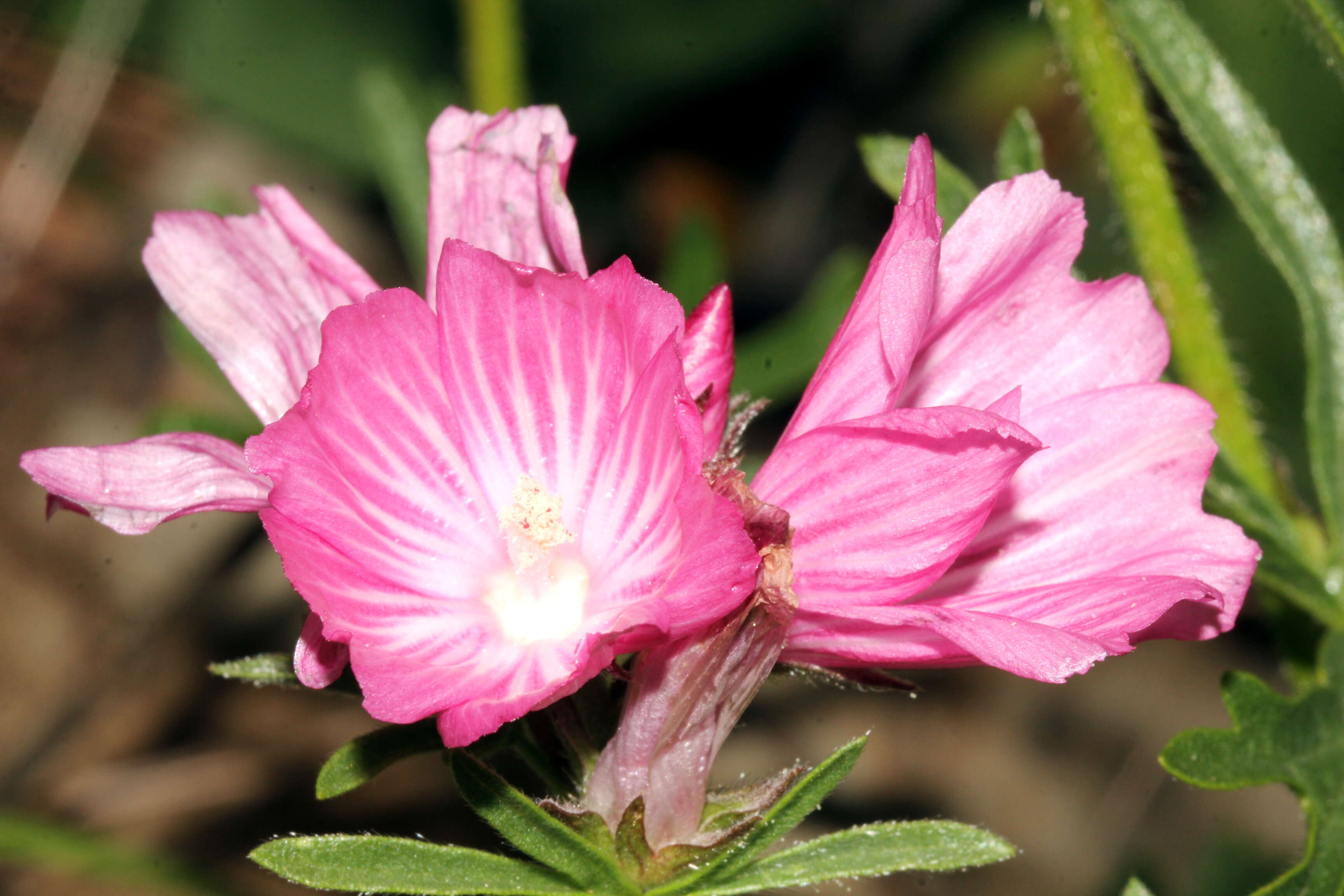 Image of dwarf checkerbloom