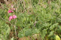 Image of dwarf checkerbloom