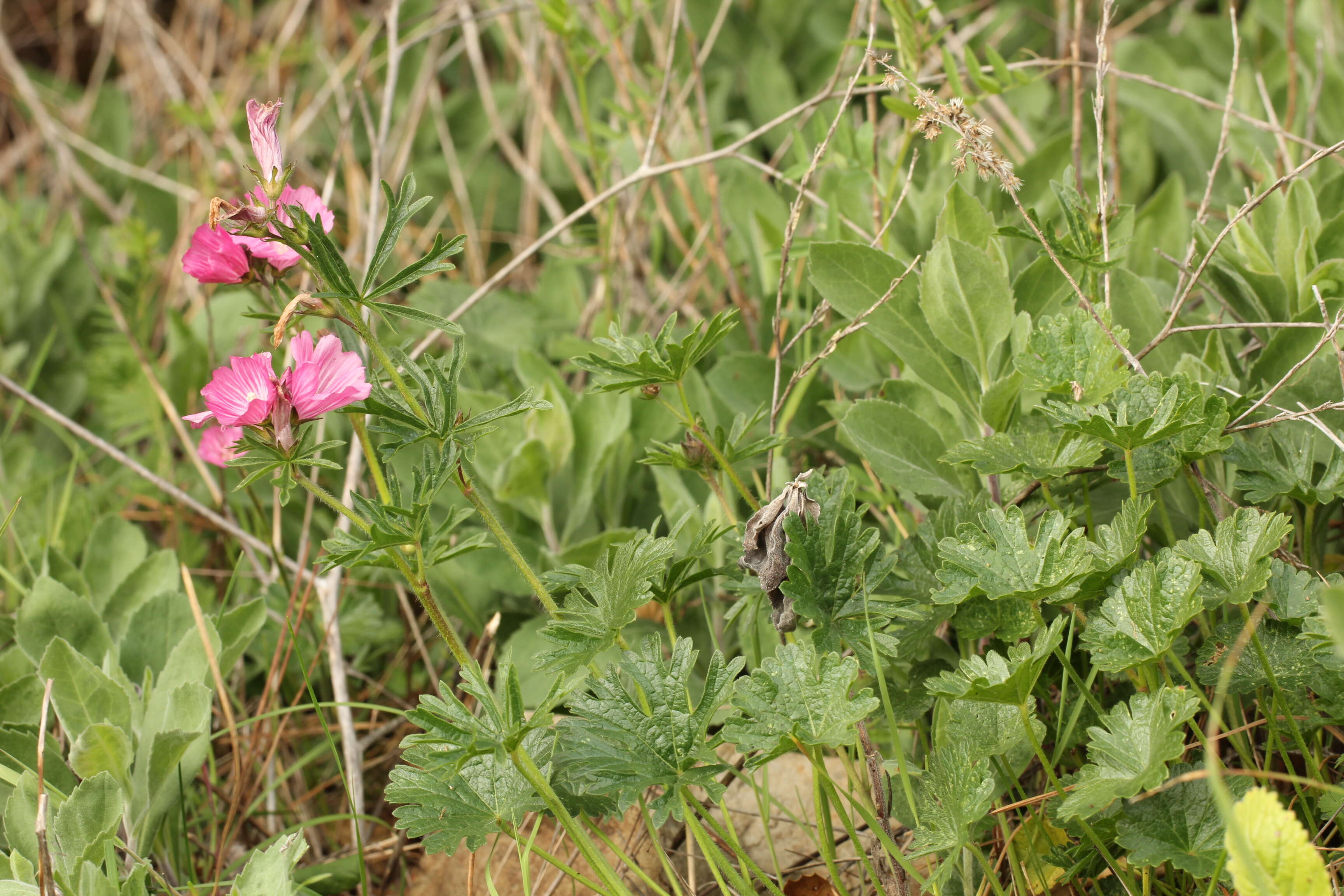 Image of dwarf checkerbloom