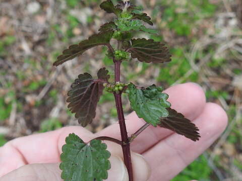 Слика од Urtica chamaedryoides Pursh