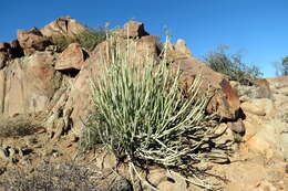 Image of Euphorbia dregeana E. Mey. ex Boiss.