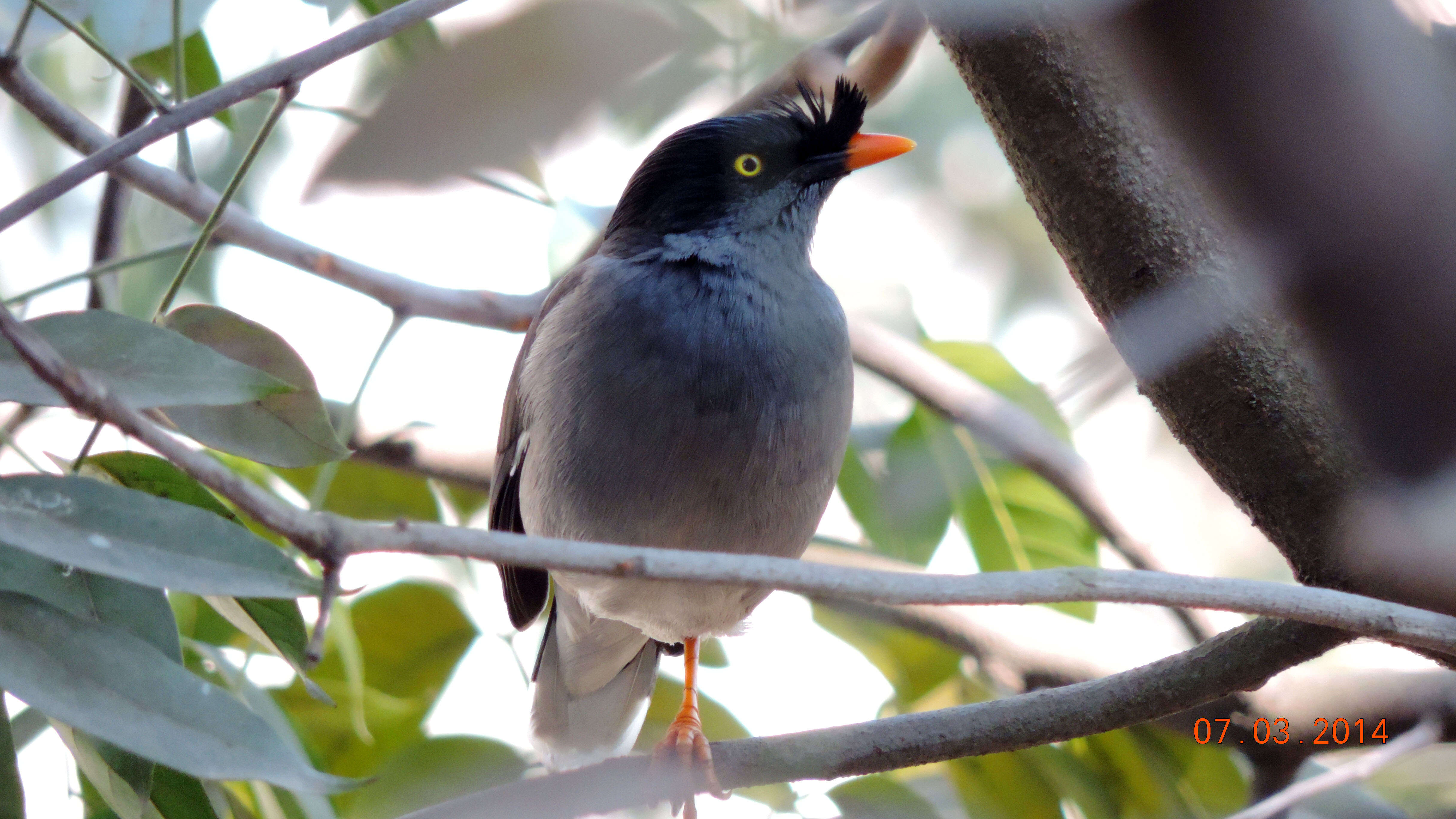 Image of Jungle Myna