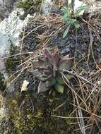 Image of Echeveria affinis Walther