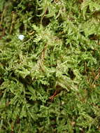 Image of sanionia moss