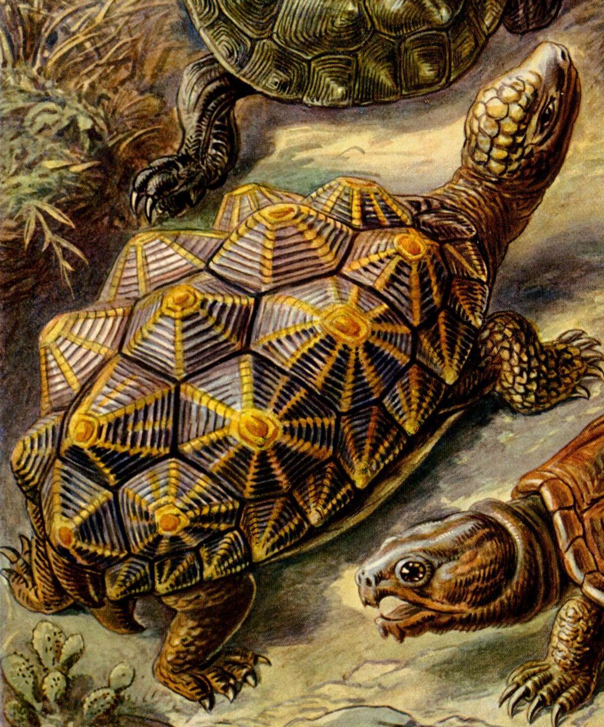 Image of Geometric Tortoise