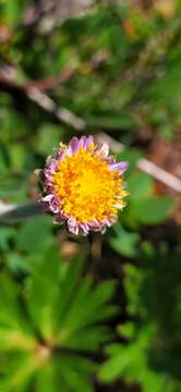 Image of Aster alpinus subsp. tolmatschevii (Tamamsch.) A. & D. Löve
