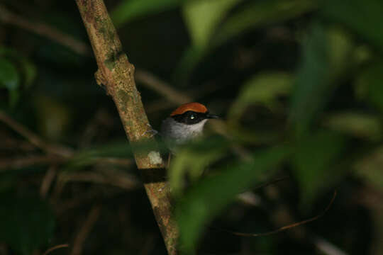 Image of Black-cheeked Gnateater