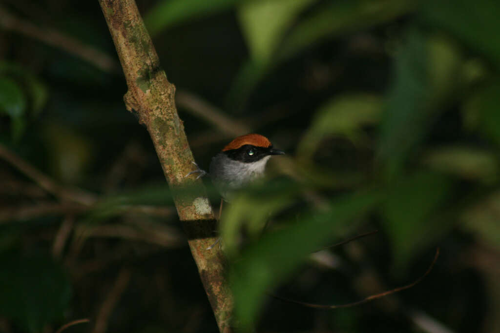 Image of Black-cheeked Gnateater