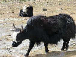 Image of yak