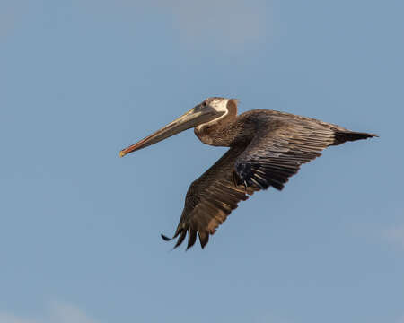 Image of Pelecanus occidentalis occidentalis Linnaeus 1766